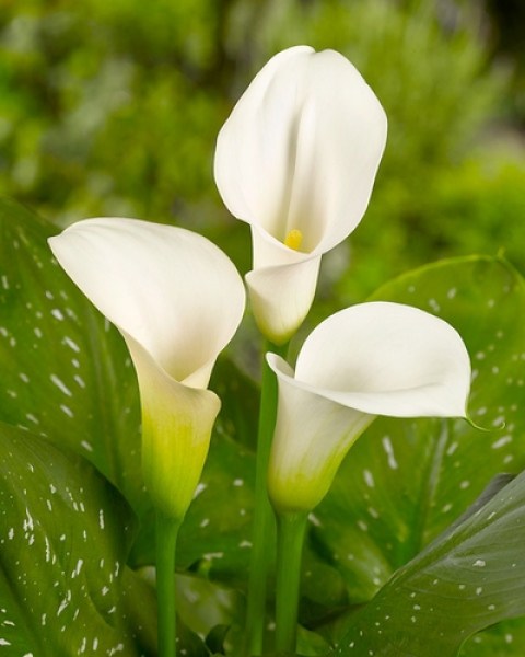 Zantedeschia Captain Ventura